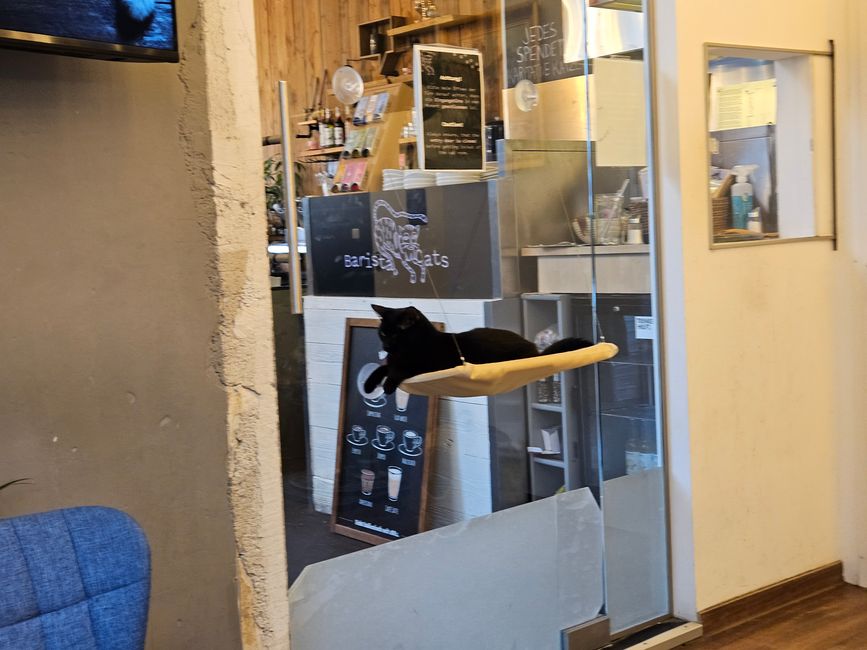 2024 - Vienna - Cat Café 'Barista Cats'