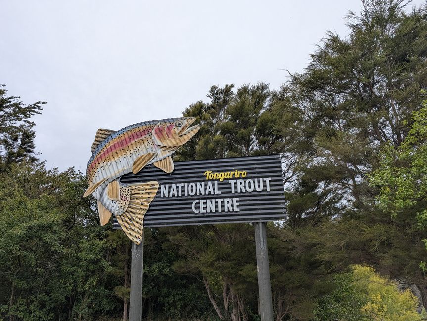 Turangi