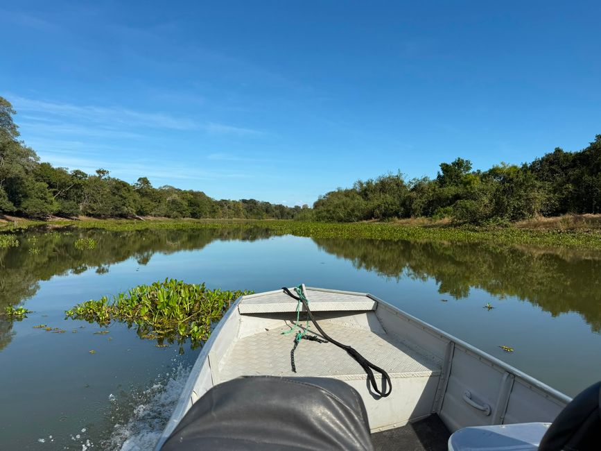 Excursión en barco en el Pantanal