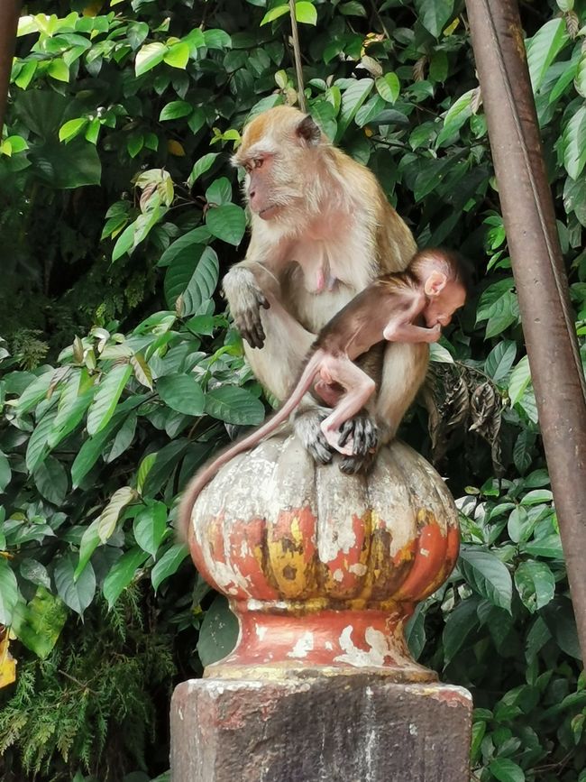 Arrivé dans le melting-pot de Kuala Lumpur (Reload)
