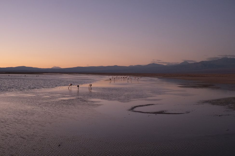 Désert d'Atacama 🦙🦩🌵