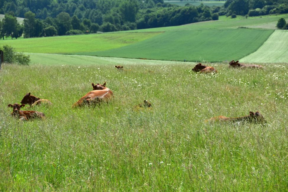 * * * S E C H T A S A F A R I - der Auerochsenweg
bei Bopfingen * * *