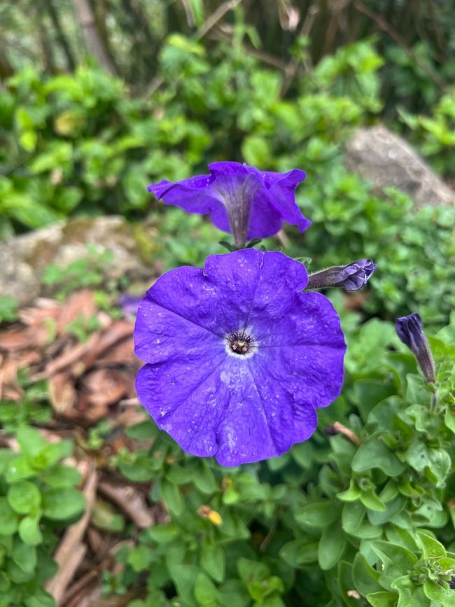 Nebel und Blumen
