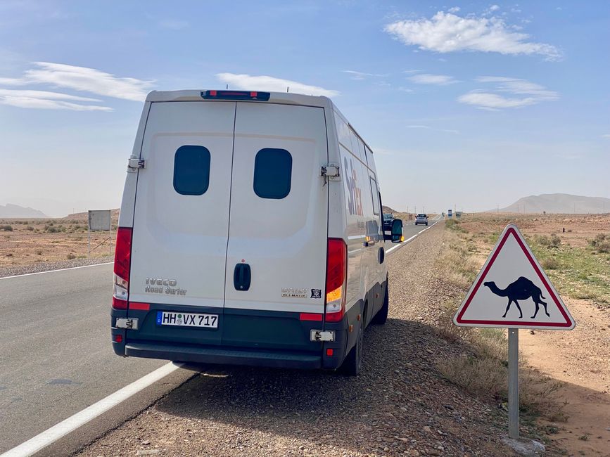 Caution! Camels may cross the road!