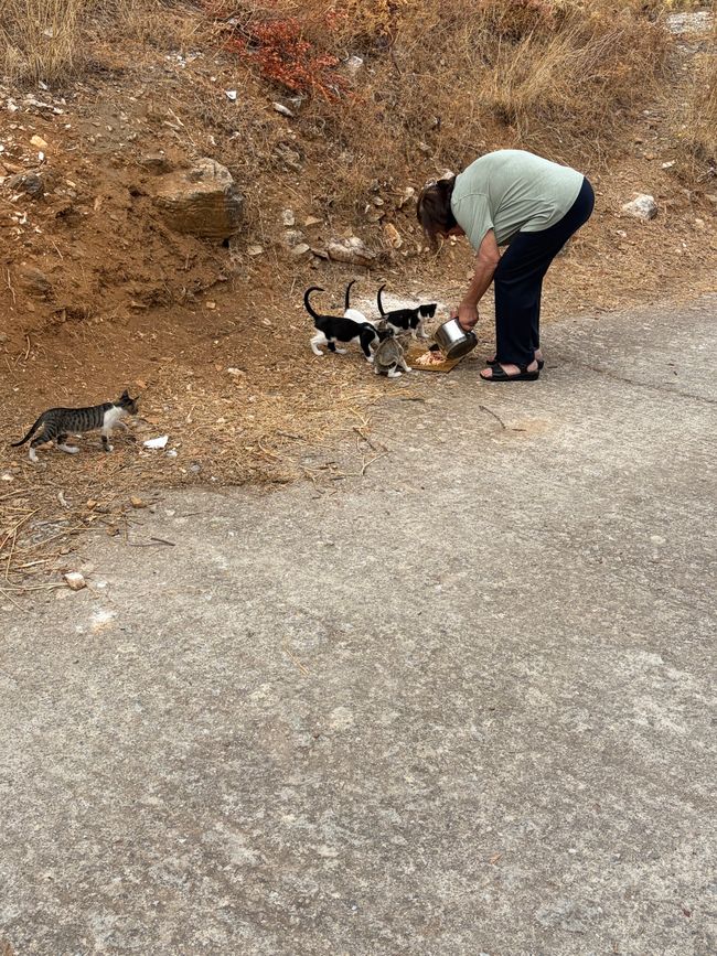Maria füttert die Katzenbabys