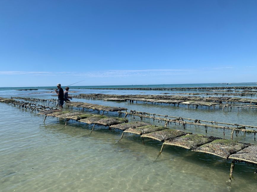 Gouville-sur-mer und die Austernzüchter