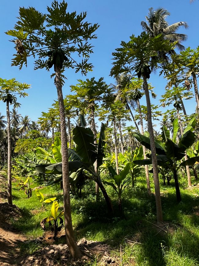 Von Nizwa nach Salalah