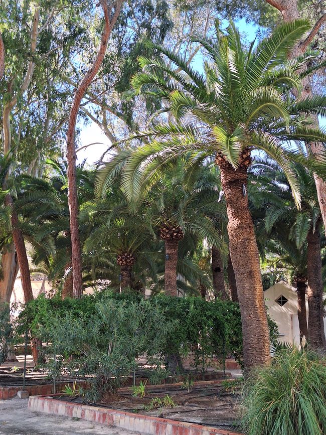 Palmenwald