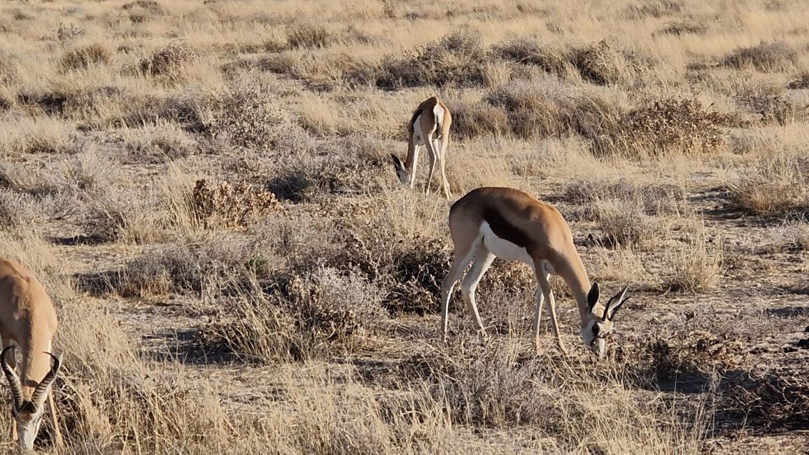 Game Drive