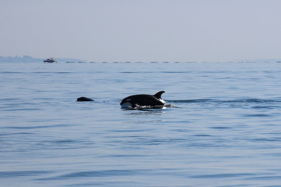 Orcas jugando