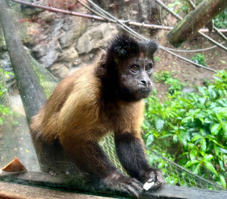 Tag 24 - Zoo von Martinique - Sainte-Marie mit Insel und Tombolo