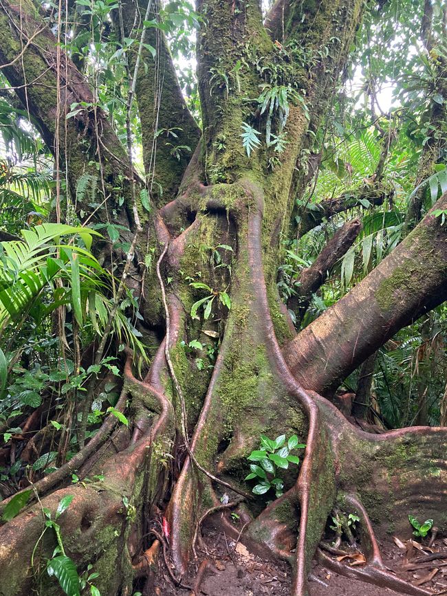 La Fortuna/Vulcain El Arenal