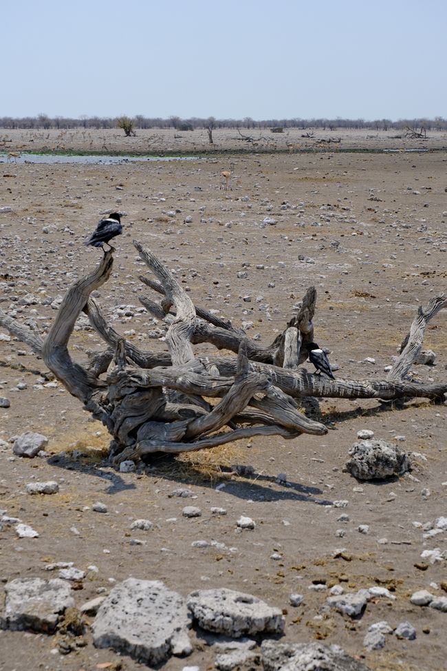 Etosha National Park 🐘🦒