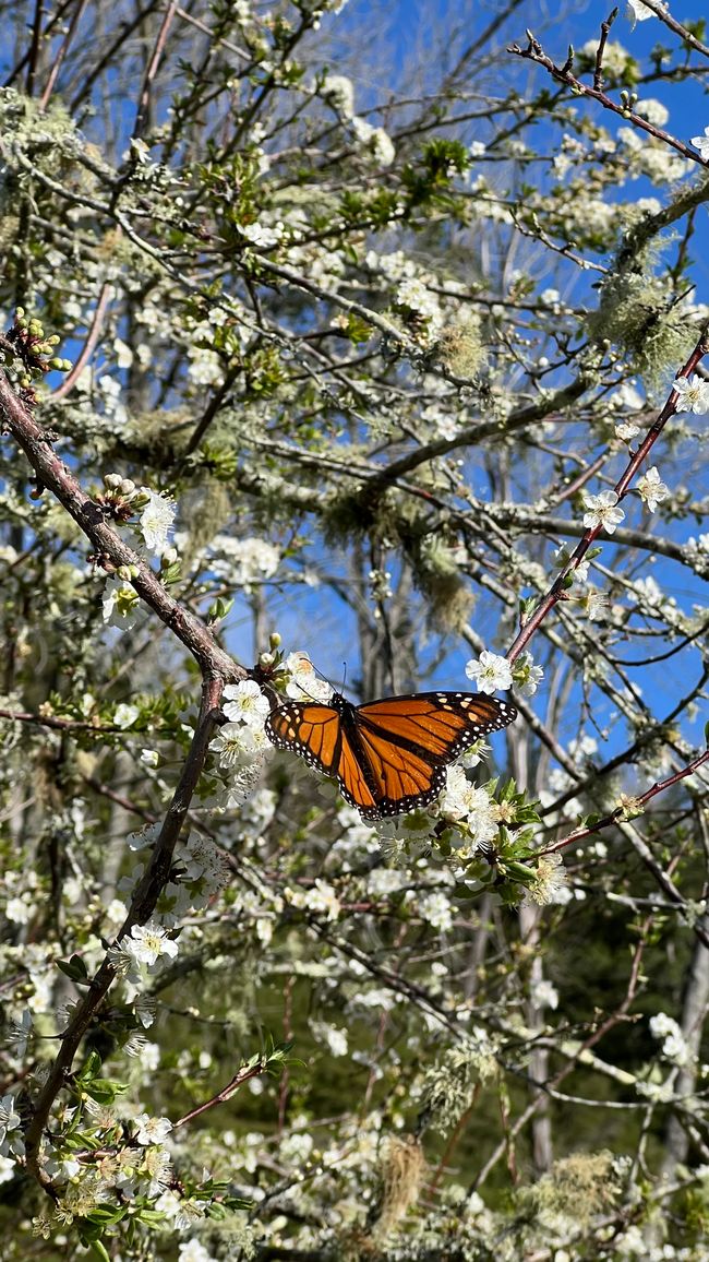 Bäume fangen an mit blühen, dass gefällt auch den Schmetterlingen