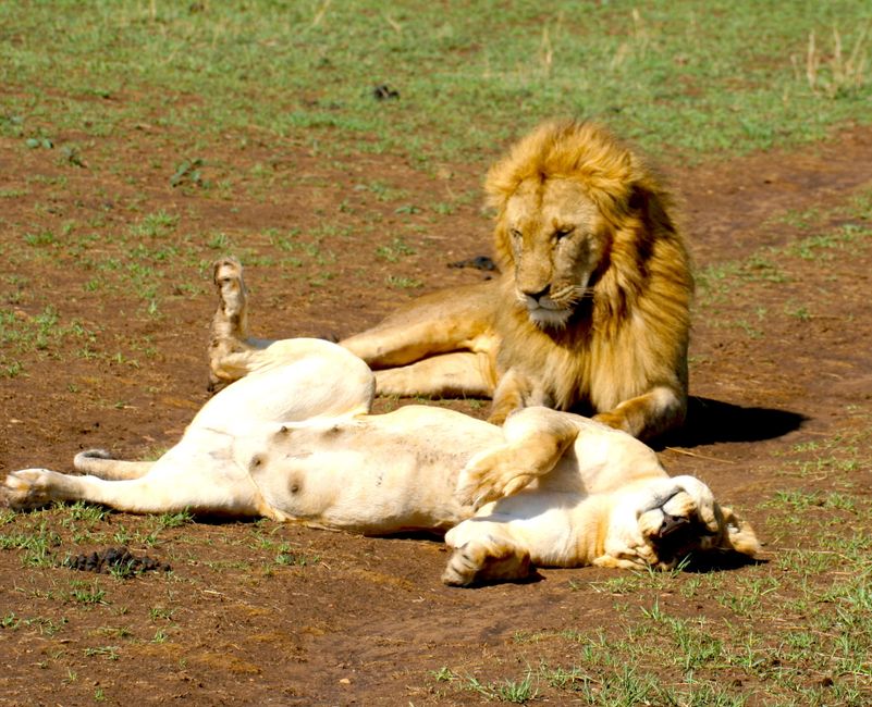 Kenia exporta principalmente té negro, alrededor de 60kg al día y solo se recolectan las puntas.