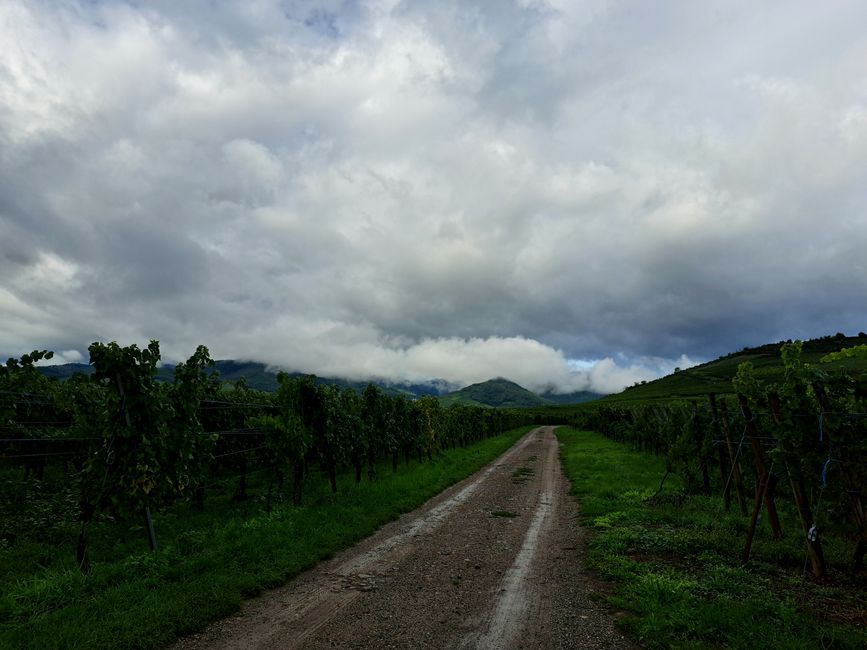 Regen im Weinberg