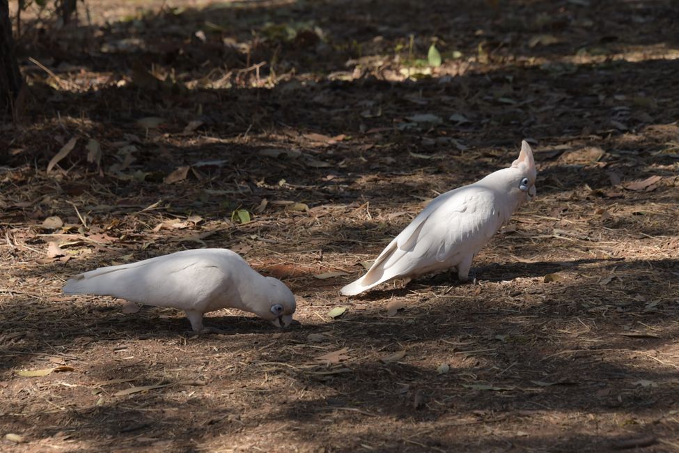 Bare-eyed Cockatoos