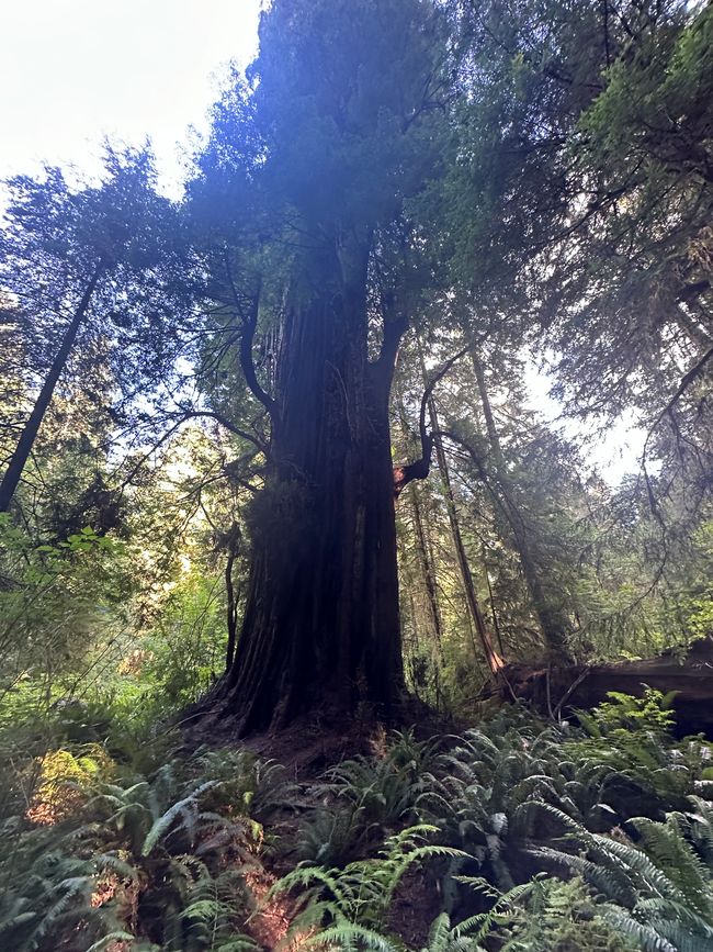 North Californian redwoods