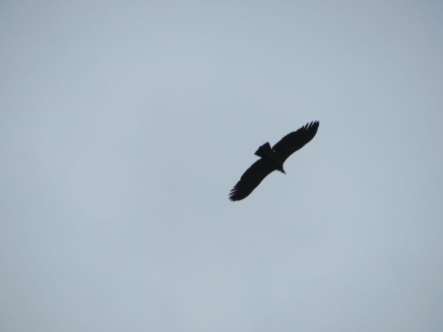 Adler