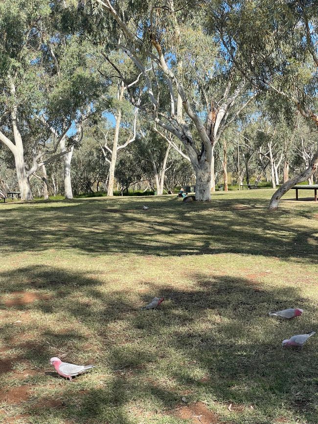 Park bei der Telegraph Station 