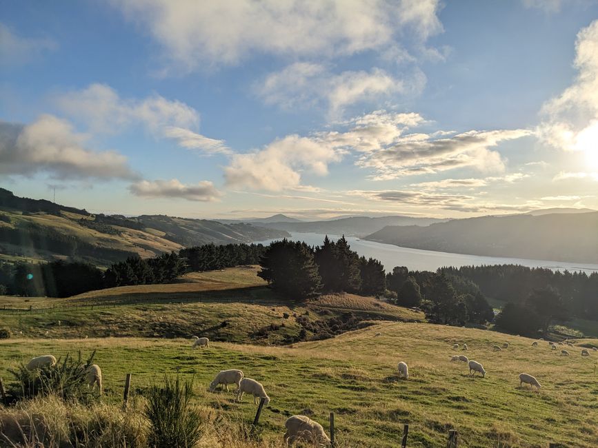 Blick Richtung Dunedin