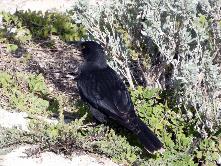 Kangaroo Island
