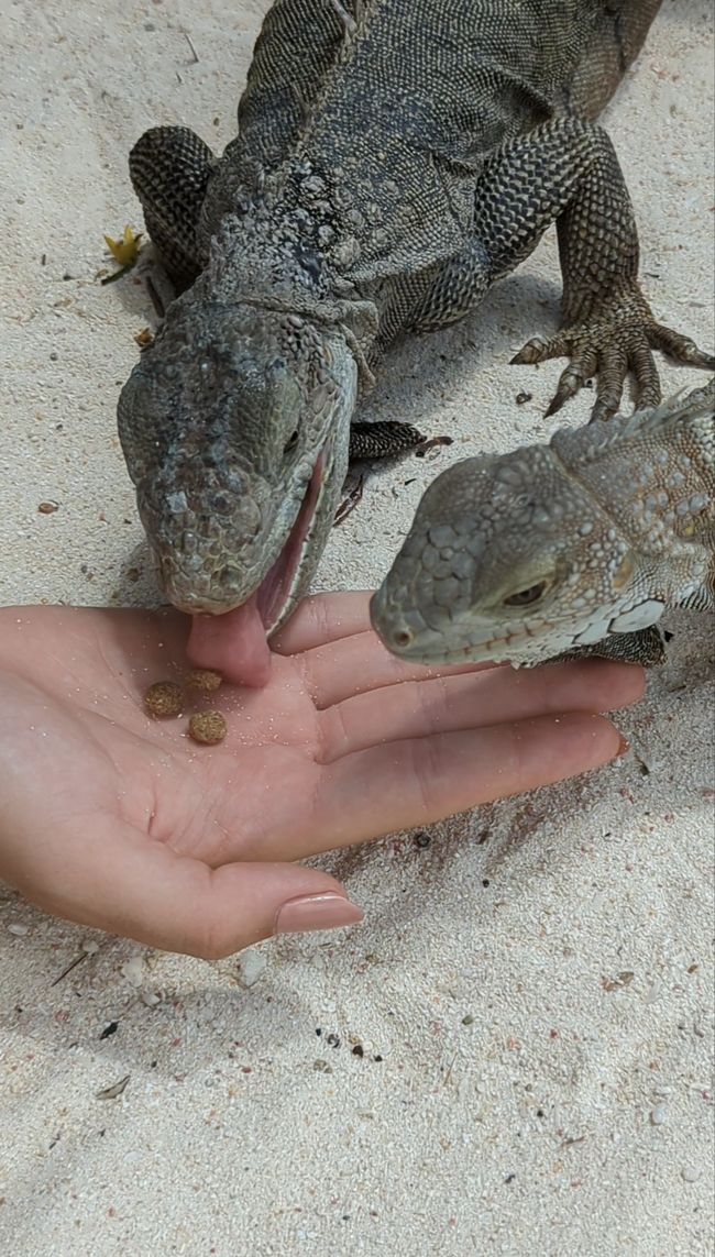 Hungry iguanas