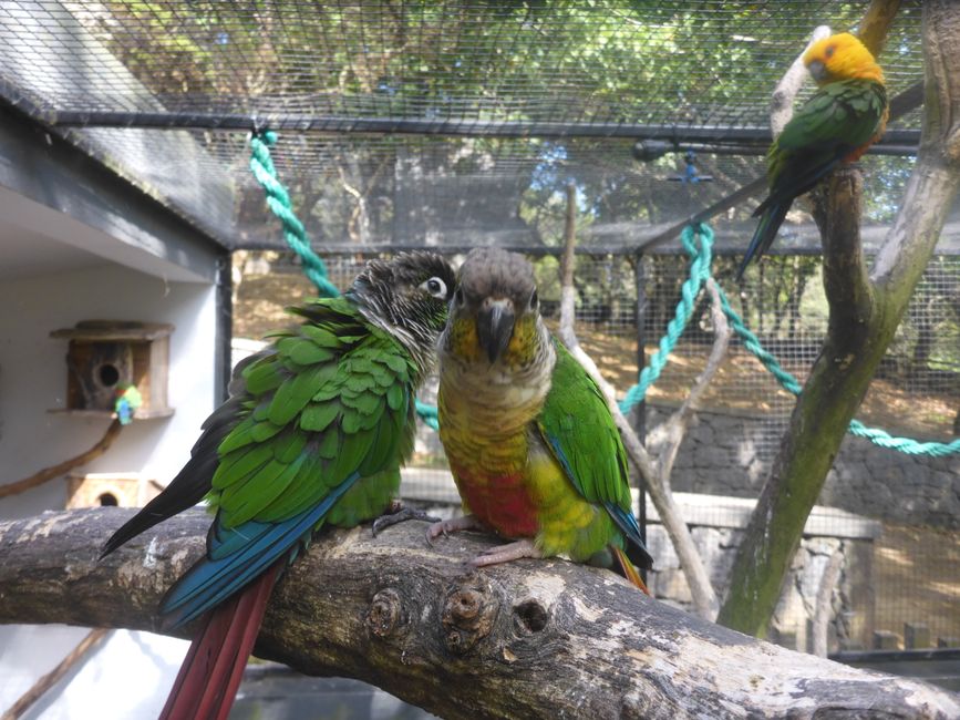 Voliere mit Papageien 