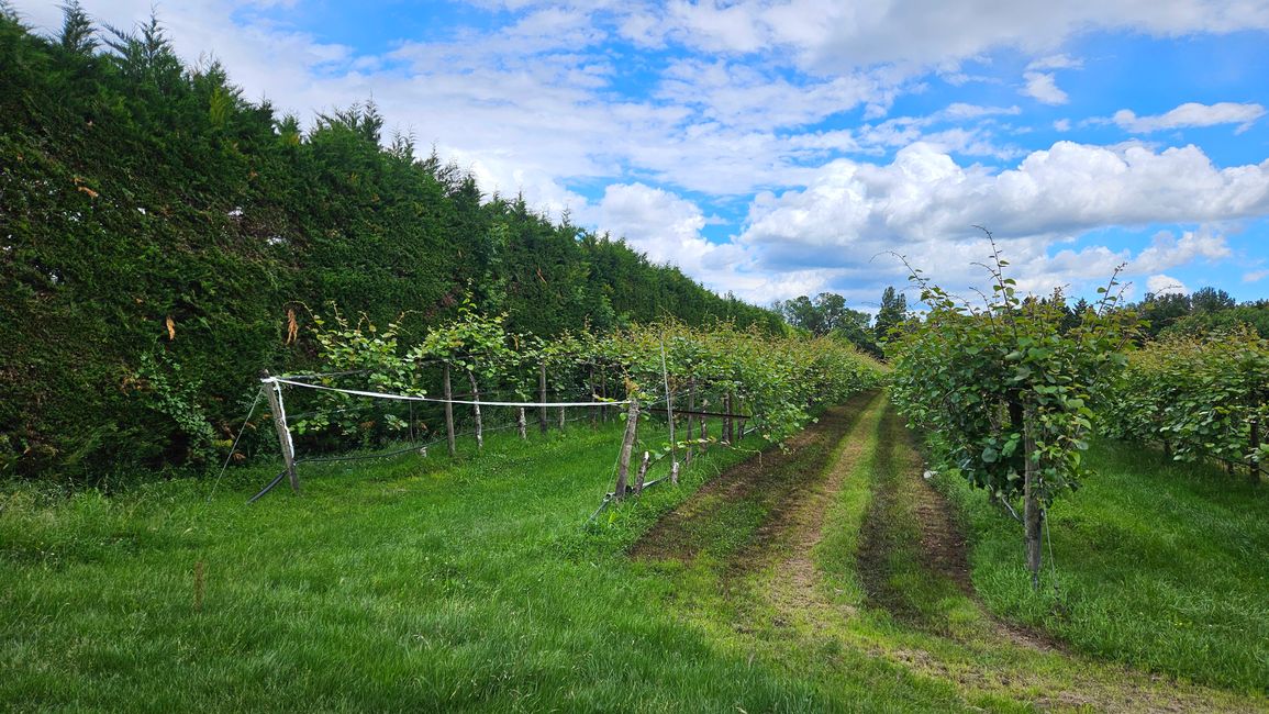 Windschutzhecken wie in der Eifel