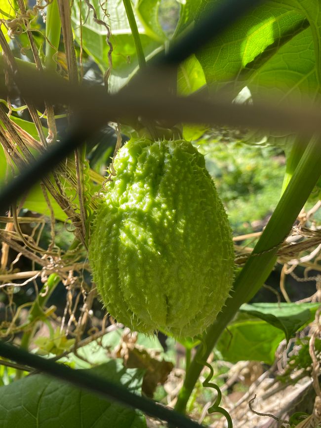 Eine Pimpinela Frucht