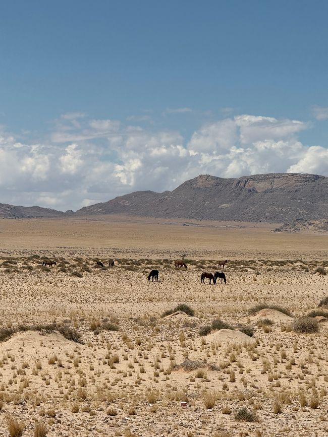 Chevaux sauvages 🐎/ Wild horses 🐎