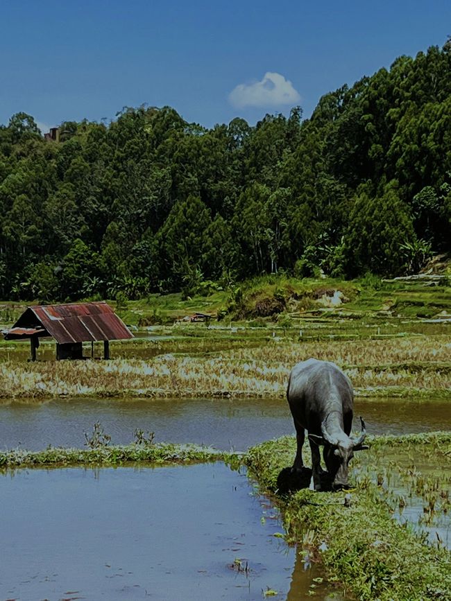 Wasserbüffel sind die wichtigstenb Opfertiere