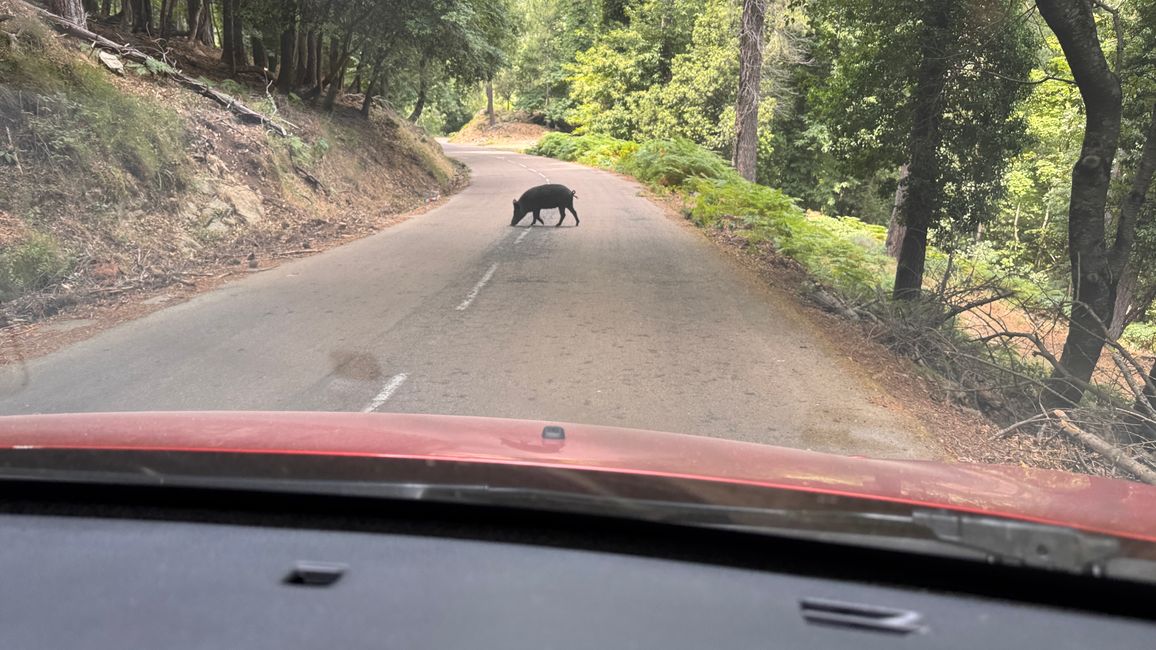 Porcu nustrale sur les routes barrées