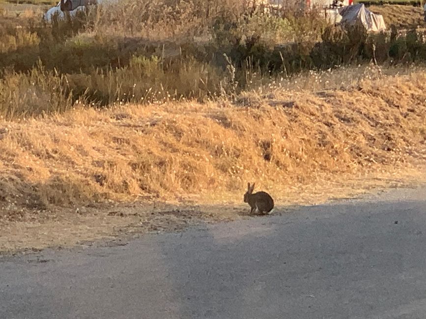 Penthièvre, Pétanque und Chatschapuri