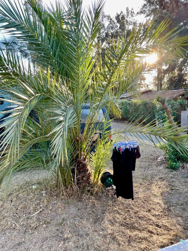 Who can hang their laundry under palm trees?