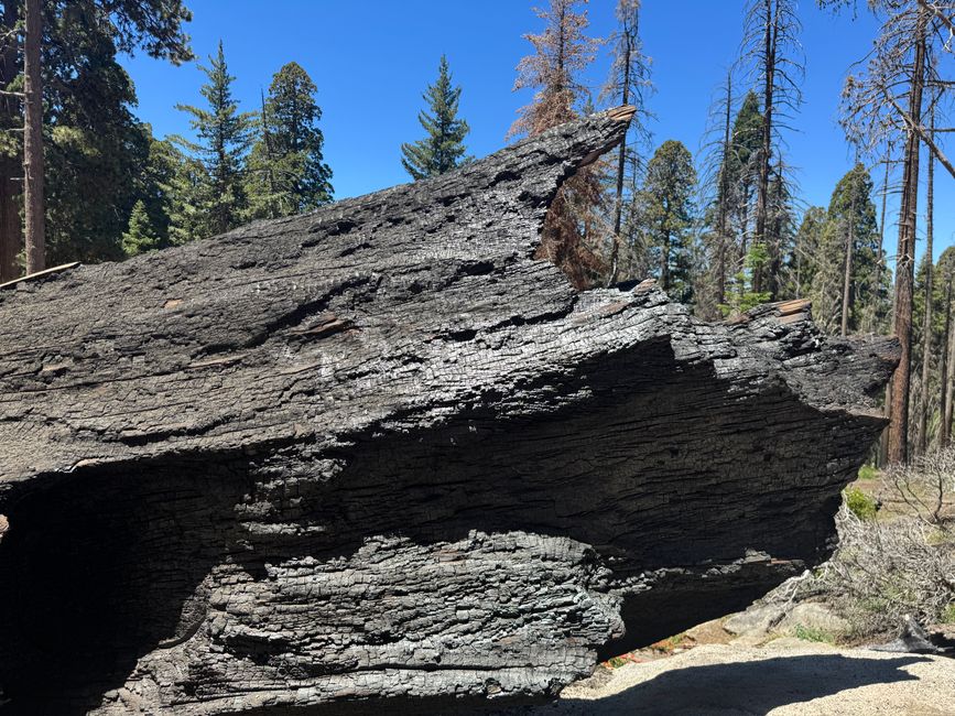 Sequoia National Park
