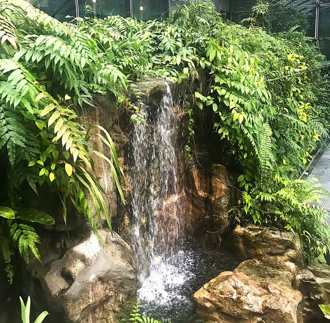 Singapur Changi Airport: Schmetterlingsgarten