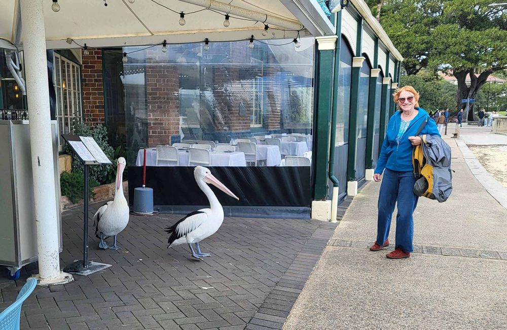 In Watson Bay sind Pelikane für die Tischzuteilung im Restaurant zuständig