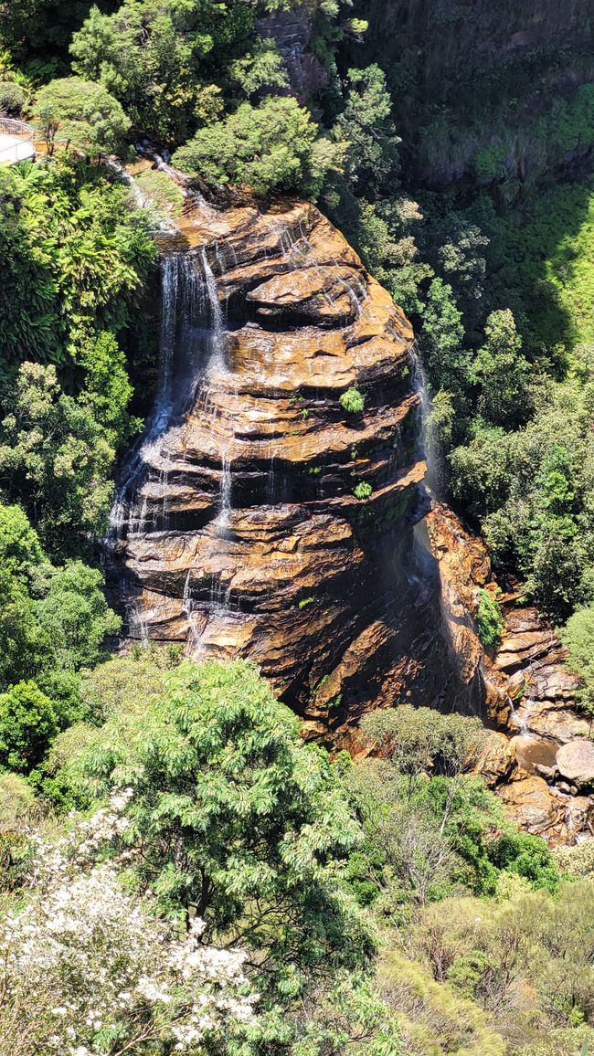 Blue Mountains – Eukalyptusbäume locken nicht nur Koalas an