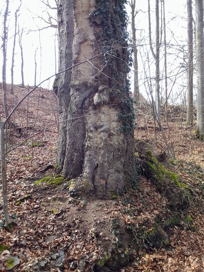 Zeitreise ins Holz, oder wie uns die Alten beschenken wollten 