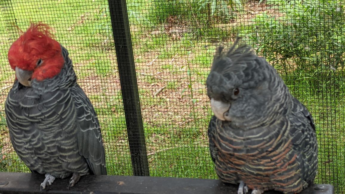 Sanctuaire d'animaux & Schiibefiir