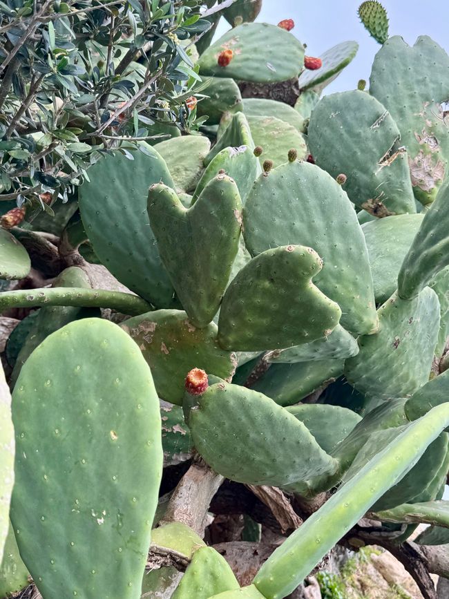 Chi trova il cuore? 🌵