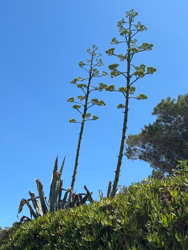 Impressions from the island of Lošinj
