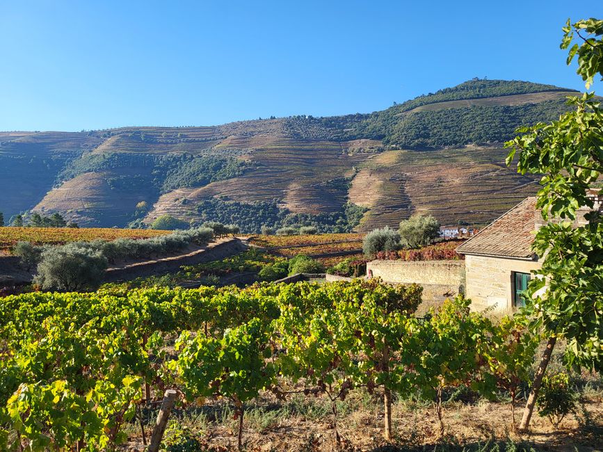 Quinta da Roeda