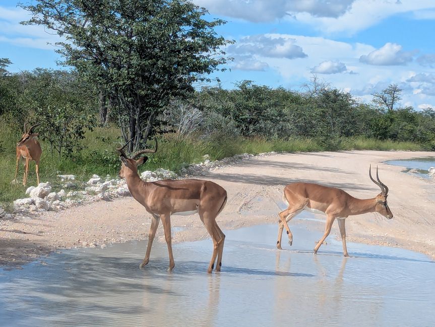 Parc national d'Etosha