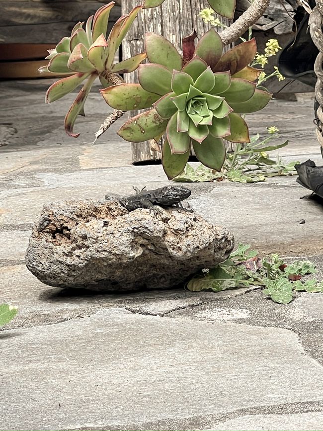 Lizard
