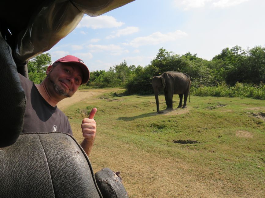 Udawalawa - Safari avec des éléphants