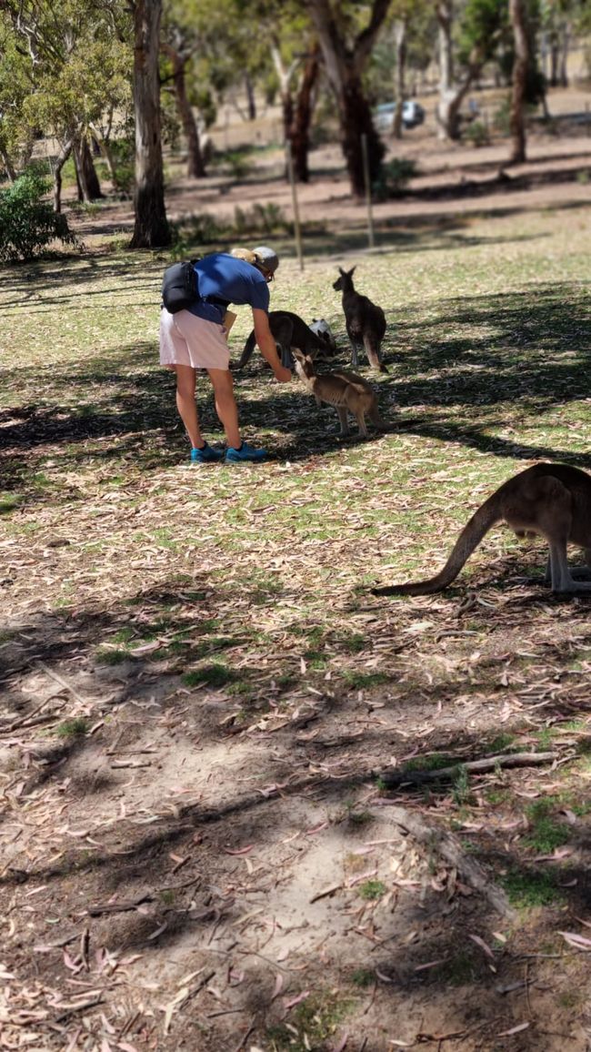 Wiedersehen in Adelaide, 11. und 12.01.25