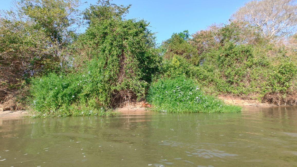 Brasil Pantanal crucero fluvial