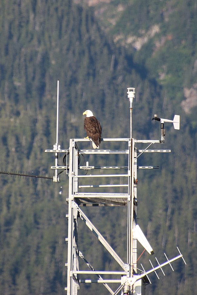 Day 24: Trip to Juneau: Glacier Outburst & 20,000 Tourists